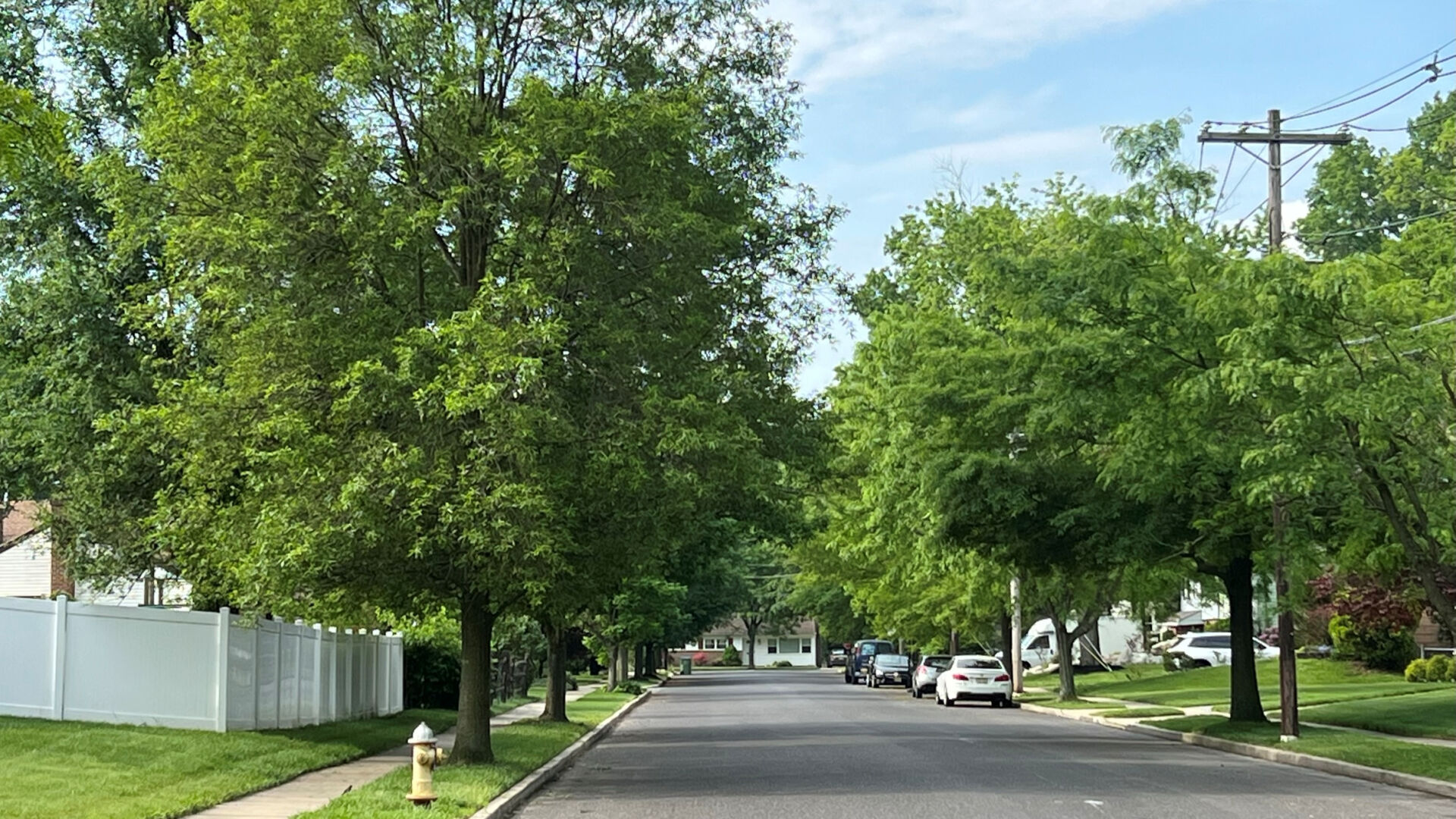 05202022 TREE LINED STREET IN KINGSTON